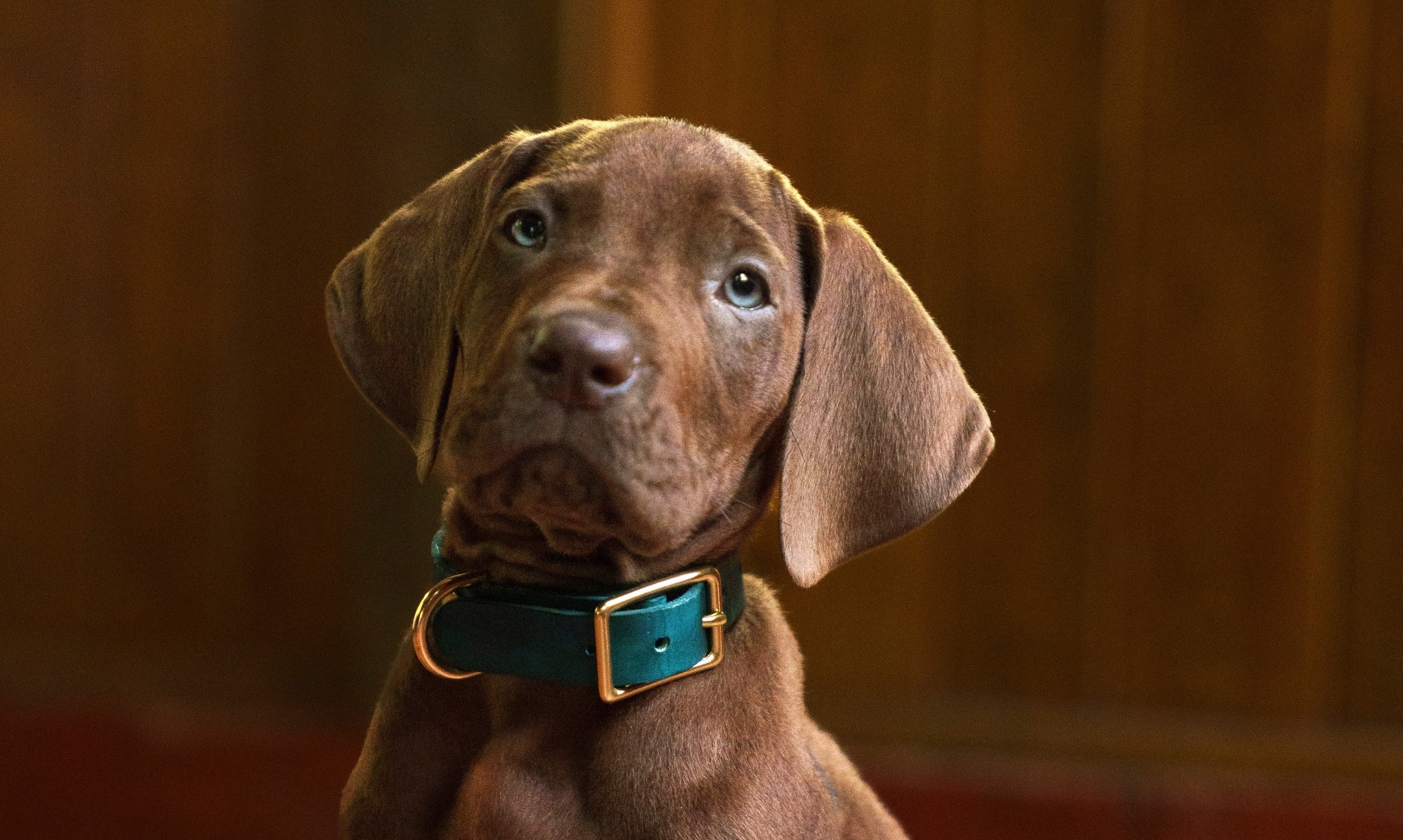 Imagem de Netflix revela primeira imagem de Scooby-Doo em nova série live-action