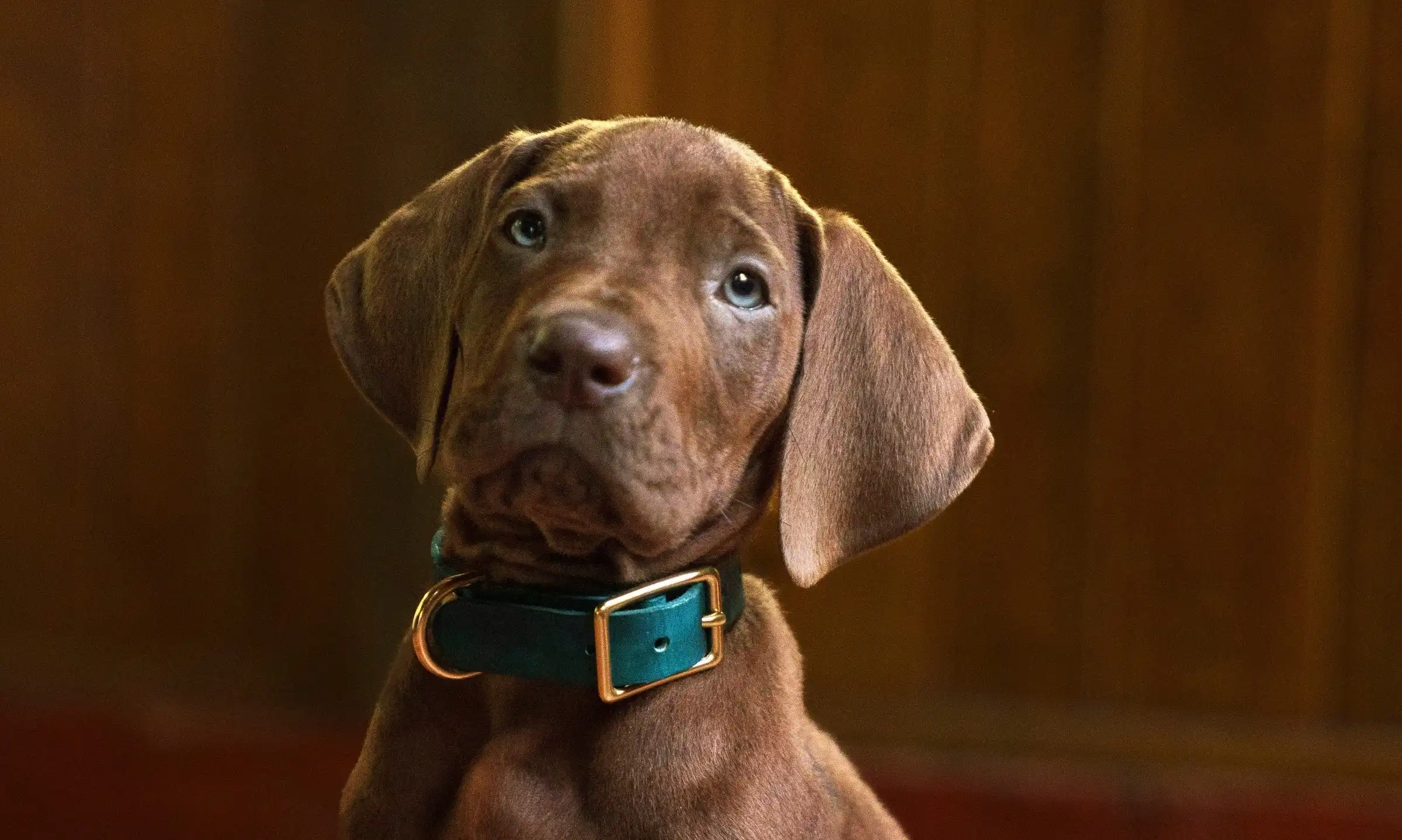 Imagem de Netflix revela primeira imagem de Scooby-Doo em nova série live-action